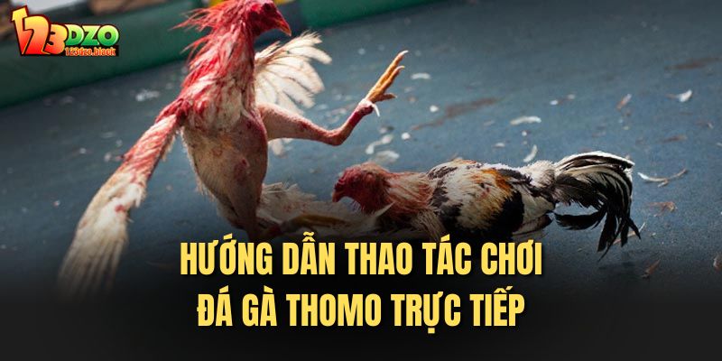 Hướng dẫn thao tác chơi đá gà thomo trực tiếp