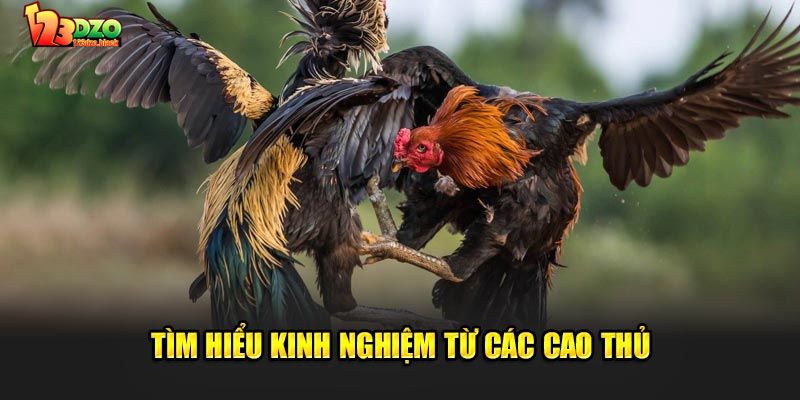 Lý do nên xem kinh nghiệm đá gà 123DZO