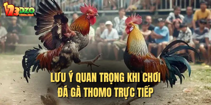 Lưu ý quan trọng khi chơi đá gà thomo trực tiếp