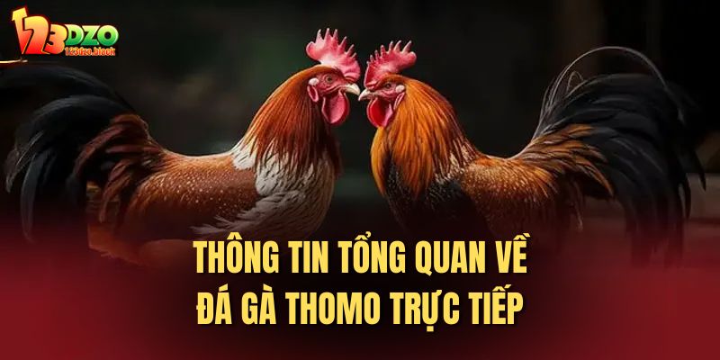 Thông tin tổng quan về đá gà thomo trực tiếp