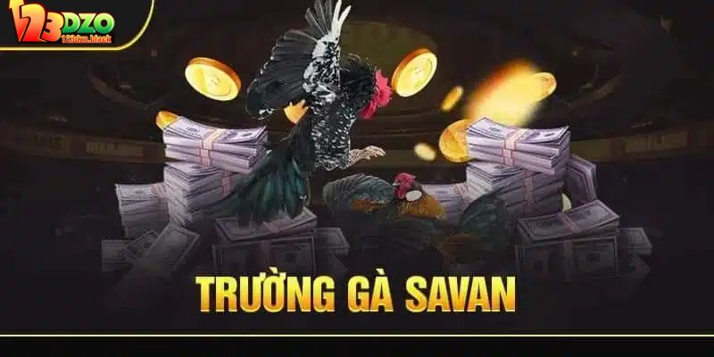 Điểm nổi bật của trường gà Savan